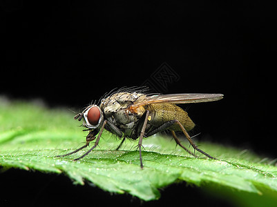 飞爪子眼睛叶子疾病瘟疫害虫昆虫学航班漏洞昆虫图片