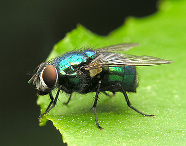 飞昆虫学漏洞瘟疫疾病害虫翅膀头发叶子眼睛昆虫图片