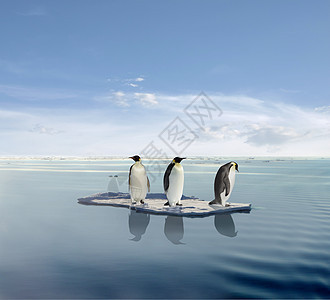全球变暖蓝色危险漂浮威胁海洋环境生物困境危机企鹅图片