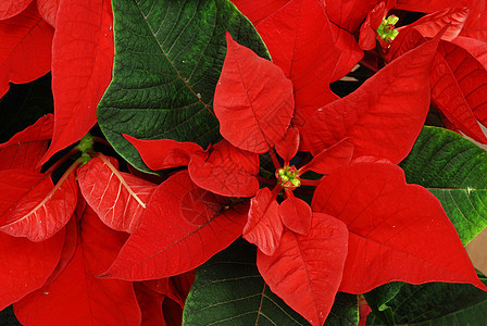红纸币Name植物季节性庆典植物群季节红色礼物假期花瓣传统图片