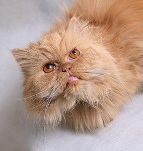 波斯猫猫科毛皮语言动物姿势头发黄色橙子宠物图片