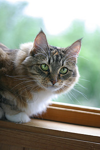 猫女哺乳动物小胡子房子绿色纯种眼睛宠物背景图片