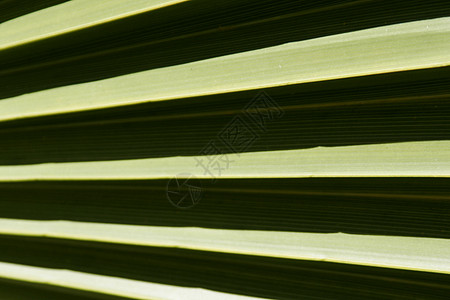 叶叶结构热带植物群阳光条纹太阳折叠黑色水平植物阴影背景图片