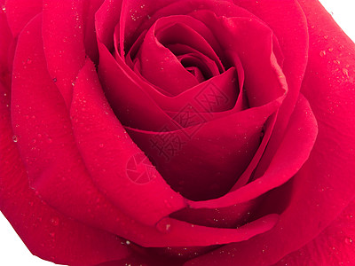 白色的美丽红玫瑰 孤立花朵海报植物学假期粉色花瓣礼物紫色玫瑰背景图片