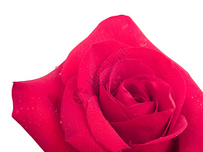 白色的美丽红玫瑰 孤立植物学海报玫瑰礼物花朵粉色假期紫色花瓣图片