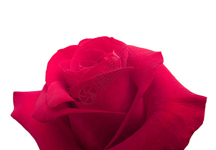 白色的美丽红玫瑰 孤立植物学玫瑰粉色花朵紫色礼物假期花瓣海报背景图片