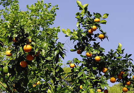 白树维生素绿色食物柠檬树叶果汁橙子饮食叶子水果图片