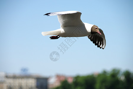 海浪海鸥蓝色天空中海鸥眼睛航班羽毛翅膀寓言动物野生动物海滩飞行自由背景