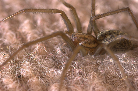 蜘蛛眼睛宏观昆虫头发地毯女性图片