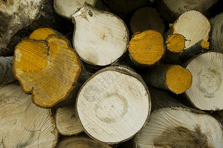 日志储存材料树干同心硬木森林圆圈木头木材木工图片