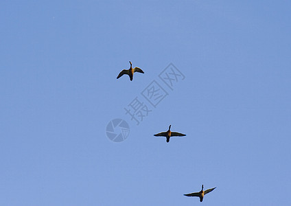 飞鸭飞行运动团体翅膀自由天空鸭子家禽背景图片