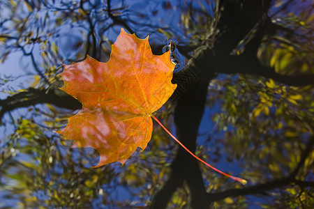 秋叶在水面上季节水位情绪魔法河流舞台效果镜面印象镜像落叶图片