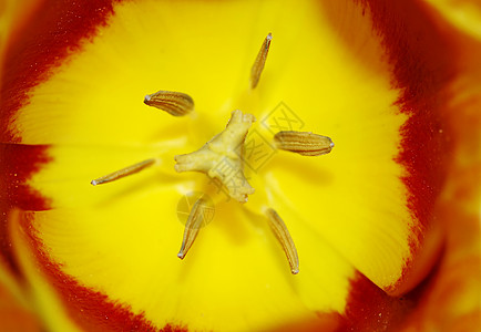 郁金香的盛开心皮宏观雌蕊鹦鹉概念柱头黄色花瓣花药背景图片