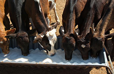 喝牛奶的小牛婴儿乡村奶制品农业农场奶牛照片动物牛奶图片
