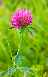 在绿色背景下粉红三叶草植物宏观草本叶子粉色图片