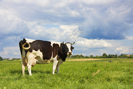 草地上的牛蓝色乡村农业好奇心天空乳房土地水平白色农场图片