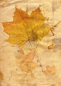 秋叶剪辑合成照片枫叶叶子图片