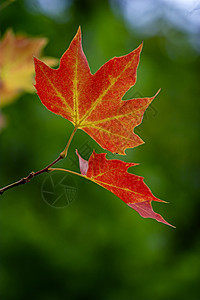 秋叶落叶活力棕色公园森林生活橙子绿色金子花园植物图片
