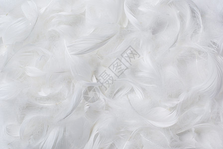 羽间背景背景羽化脆弱性鸭绒白色水平羽毛柔软度棉被美味倒钩图片