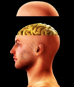 大脑思考配置文件打开思想头智商男性生物学身体丘脑概念大脑脑叶保健思维背景