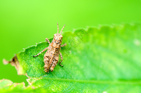 叶子上的喇叭刺槐生物学生物头发跳跃者生态直翅目漏洞荒野图片