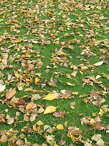 棕色叶叶黄色季节刀刃草皮草地地面橙子叶子植被图片