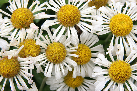 谢米米尔白色芳香植物群环境花瓣香水宏观场地植物黄色图片