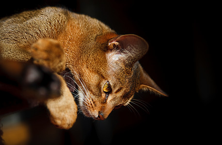 阿比西尼猫注意力男性动物耳朵短发好奇心橙子猫科动物宠物眼睛图片