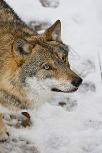 野狼在前阵营中哺乳动物眼睛森林鼻子食肉生活荒野犬类爪子狼疮图片