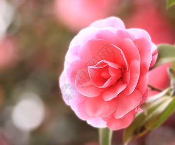 粉色骆驼花瓣花朵园艺香水宏观茶花花园香味植物群植物学图片