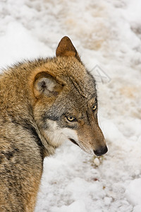 野狼在前阵营中爪子动物头发生活哺乳动物毛皮灰色荒野森林鼻子图片