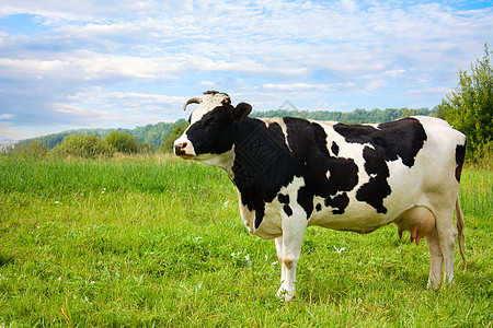 草地上的牛水平家畜奶牛白色蓝色乳房土地牧场天空乡村图片
