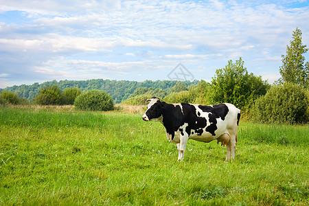 草地上的牛天空家畜农场奶制品蓝色白色牛奶水平好奇心牧场图片
