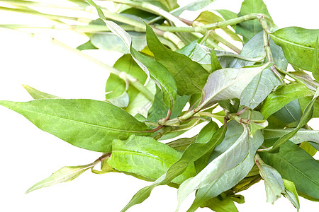 孤立的多多边形香料药品植物味道香气树叶烹饪虎杖生产食物图片