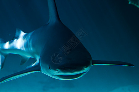 一条在水下游泳的白鲨鱼牙齿热带鲨鱼生活捕鲸捕食者危险海洋灰色潜水图片