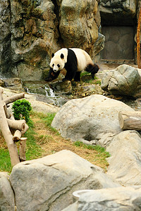 熊猫食物叶子乐趣毛皮野生动物小吃热带动物幼兽孩子高清图片