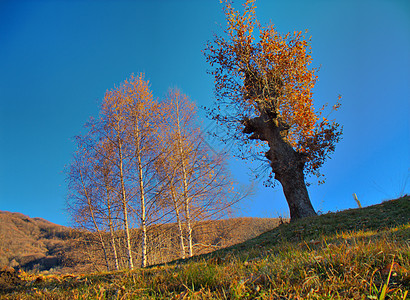 秋叶树的生长季节 hdr图片