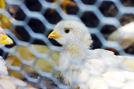 婴儿鸡肉超过格罗特团体生物新生家禽人群宠物艺术朋友们羽毛母鸡图片