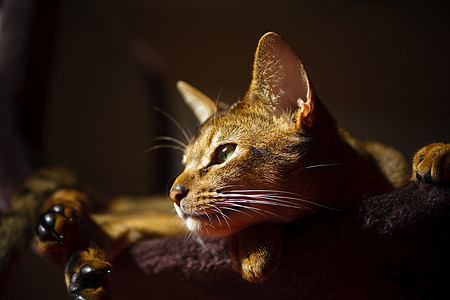 阿比西尼猫生活宠物猫科动物好奇心耳朵晶须毛皮橙子食肉小猫图片