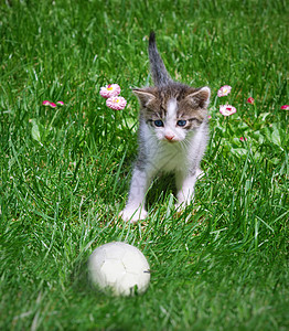 猫和球毛皮猫咪好奇心鼻子猫科动物蓝色小猫后代场地青年图片