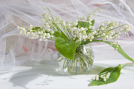 花瓶中的百合丽谷脆弱性花瓣宏观白色丝带叶子织物绿色百合亮度图片