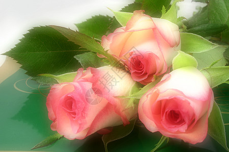 玫瑰和巧克力新娘生日庆典热情周年叶子婚礼花朵植物群植物学图片