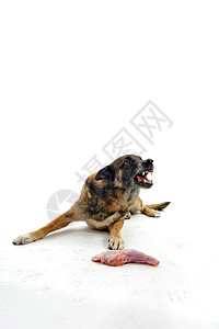 狗和肉工作室犬类动物牧羊犬牙齿宠物食物图片