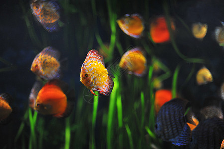 七彩山鸡铁饼曲线热带宠物科鱼游泳水族馆动物玻璃背景