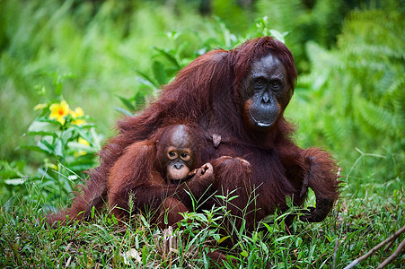 母猩猩与孩子在草地上图片