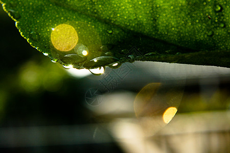 利梅树叶上的水滴阳光植物生长味道橙子反射环境香料花园雨滴图片