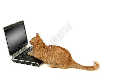 猫和笔记本电脑监视器晶体管小猫硬件桌面电子邮件键盘工作技术屏幕图片