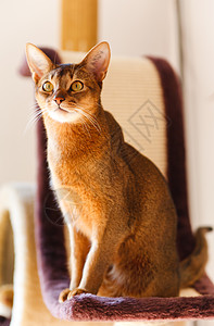 阿比西尼猫好奇心晶须头发男性宠物猫科动物眼睛毛皮注意力橙子图片