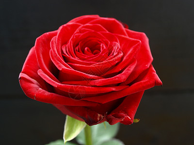 红玫瑰热情黑色情感浪漫红色背景图片