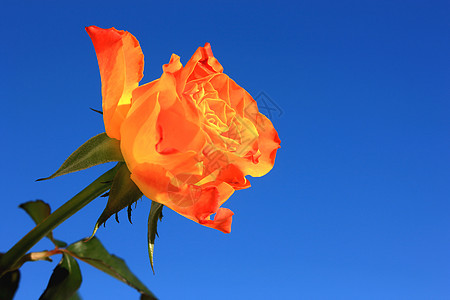 橙玫瑰装饰品婚礼蓝色植物学植物玫瑰热情插花橙子红玫瑰图片